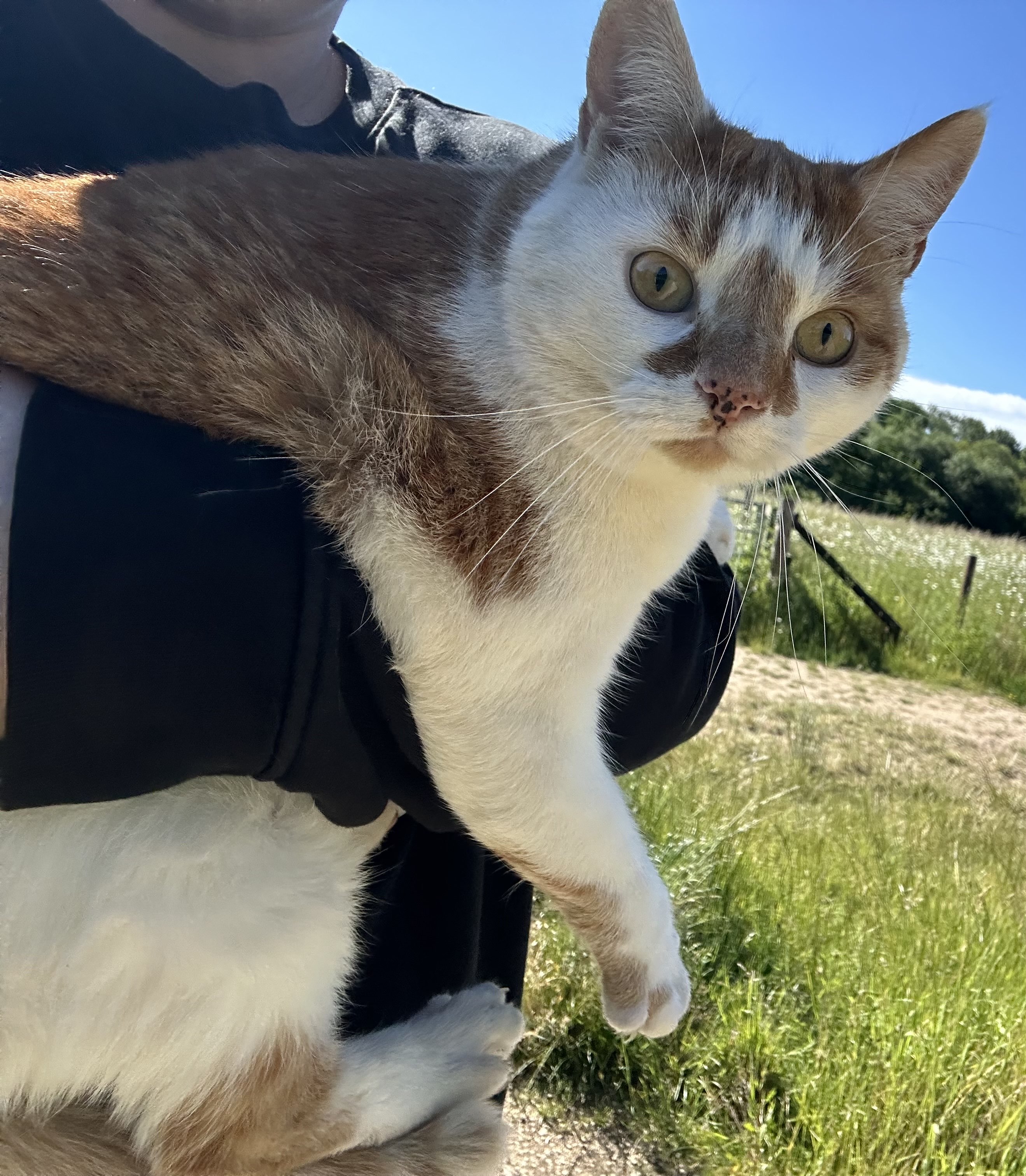 Random cat picture