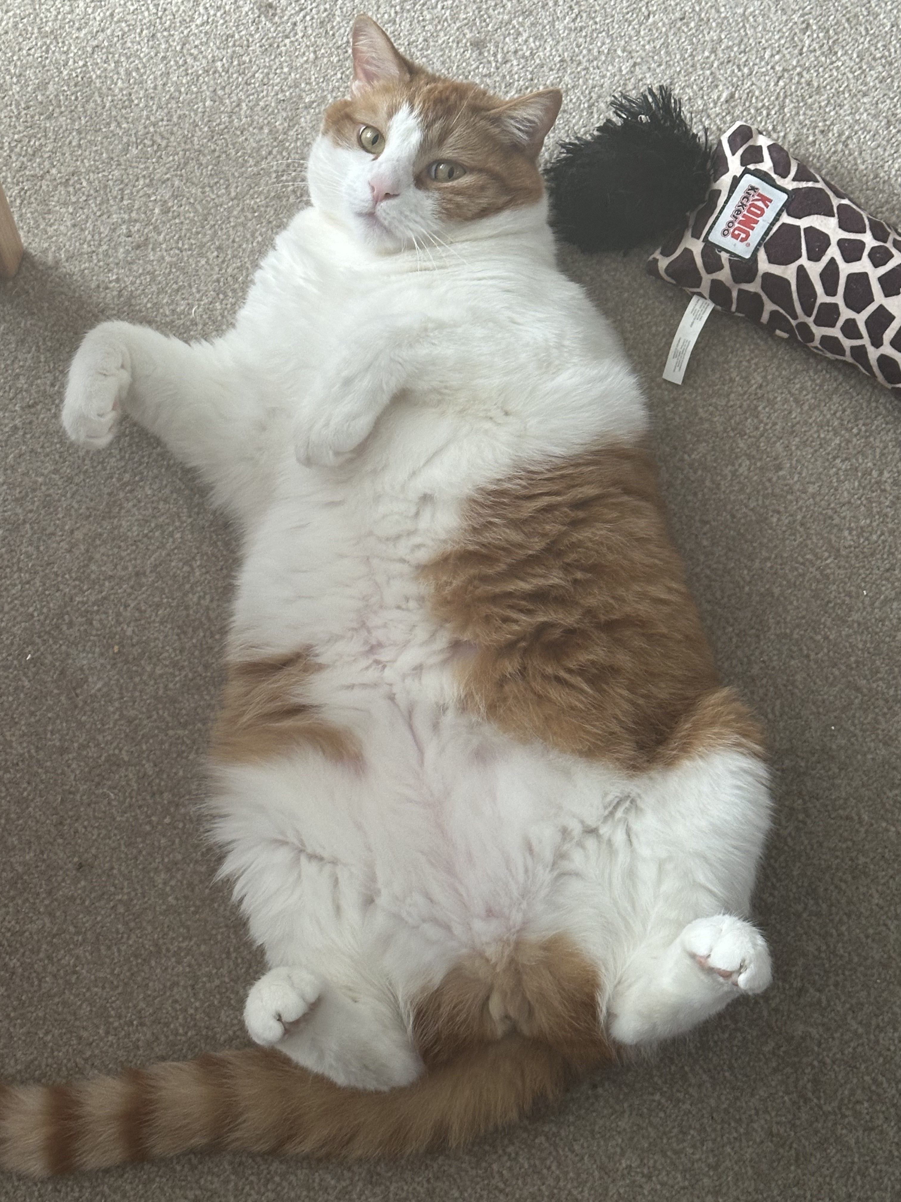 Random cat picture