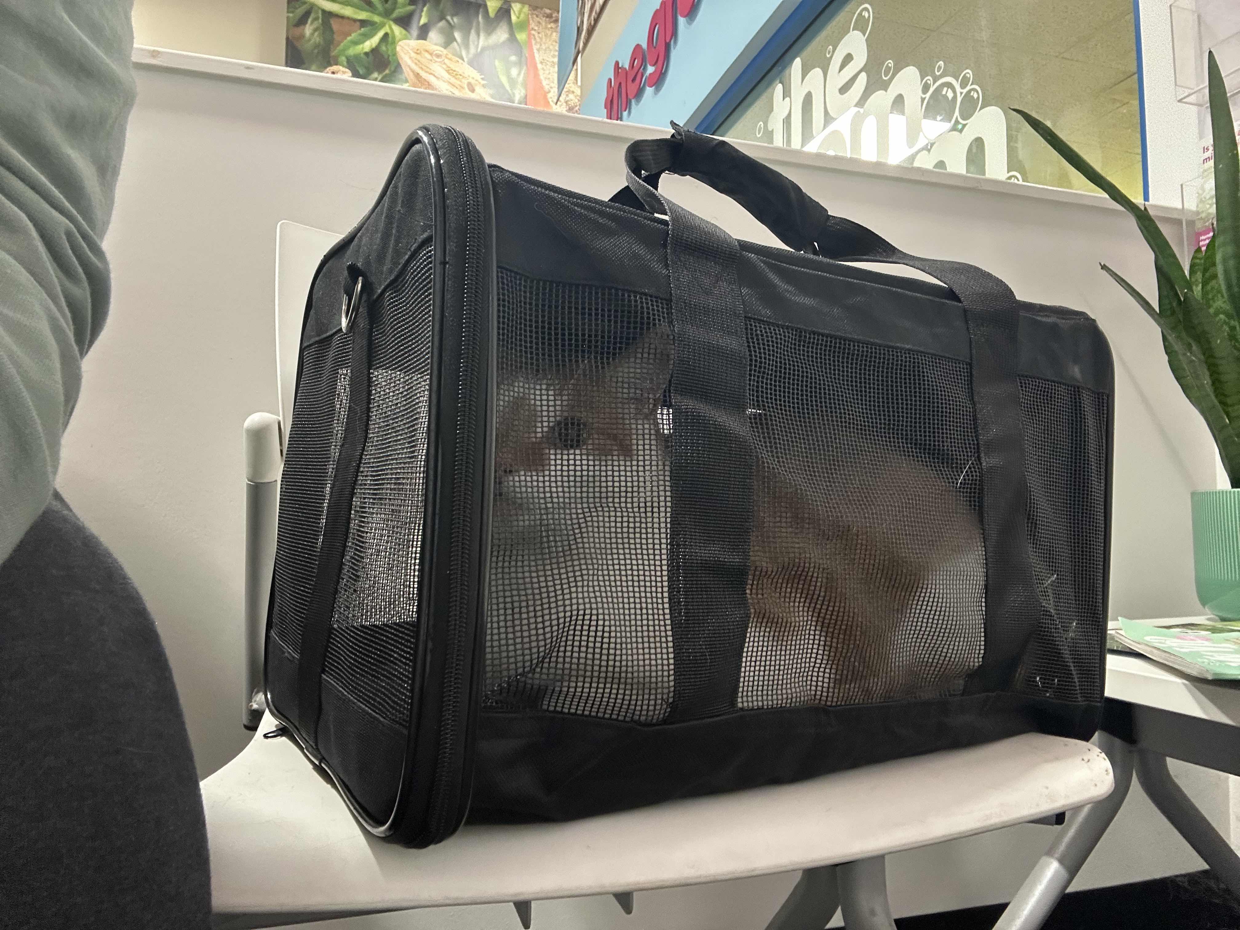 Random cat picture