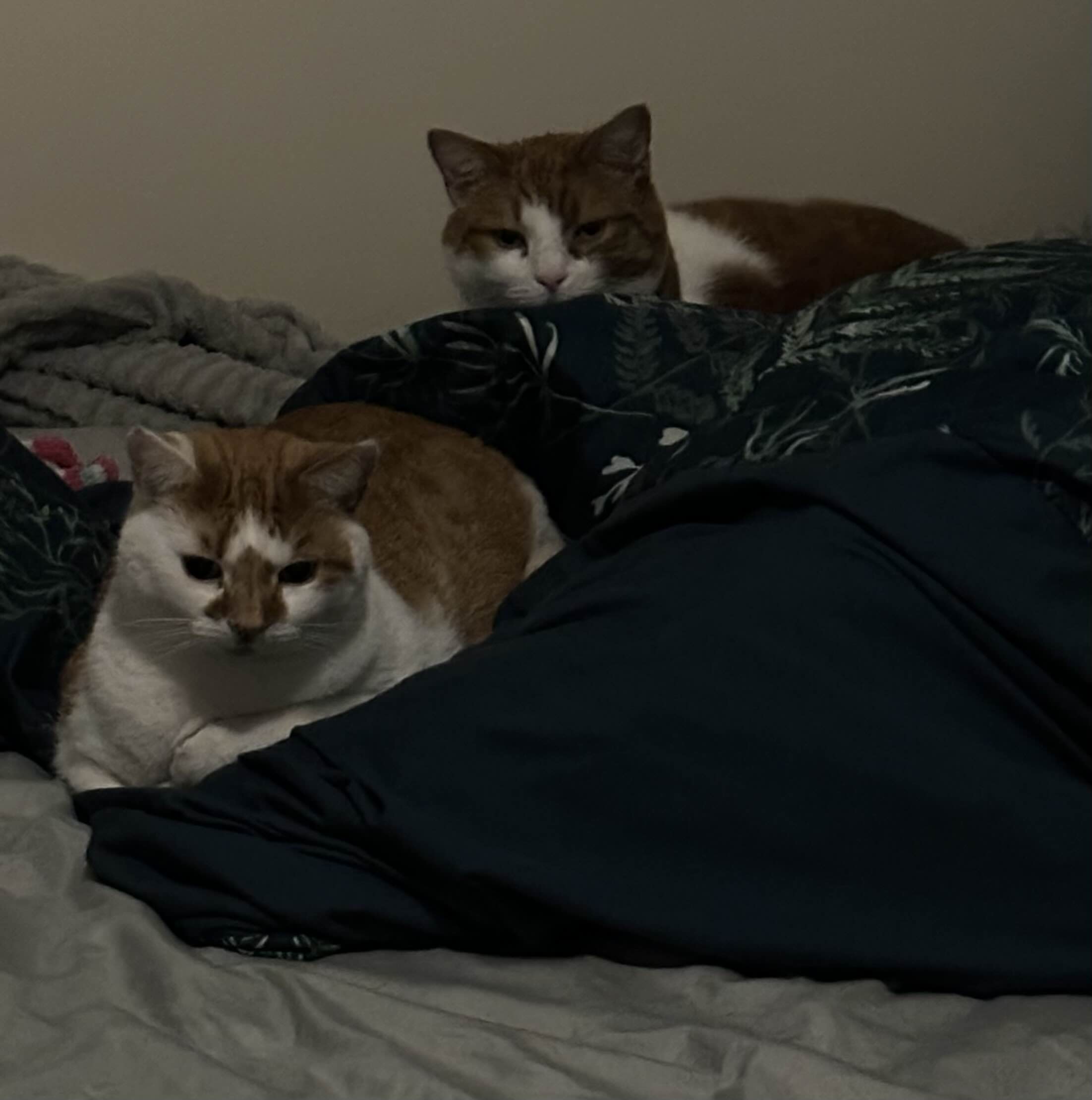 Random cat picture
